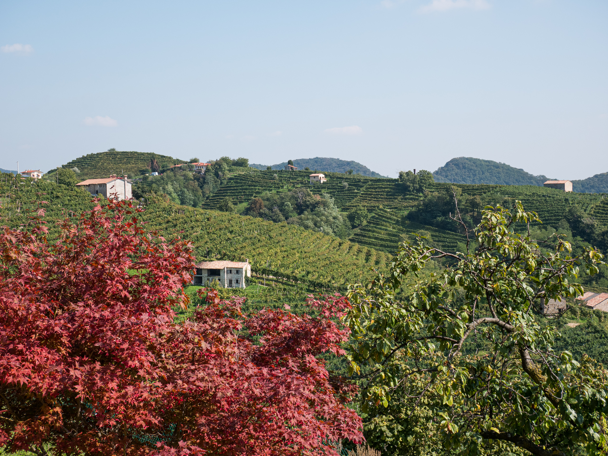 Rot verfärbter Baum vor den Rebterrassen der Prosecco-Hügel